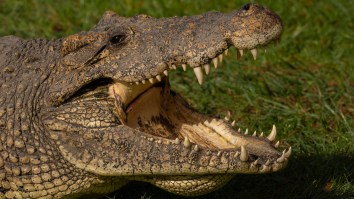 Today I Learned About The Highly Aggressive Cuban Crocodile Which Has Long Legs And Runs Like A Horse