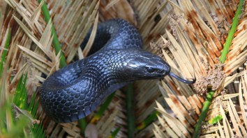 Florida’s Plan To Defeat Venomous Snakes And Save An Endangered Species Is To…Release More Snakes