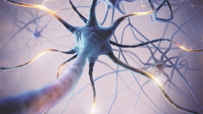 human-neural-network-brain-cells