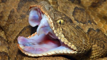 Wisconsin Man Who’s Spent Years Letting Deadly Snakes Bite Him May Have Unlocked The Ultimate Antivenom