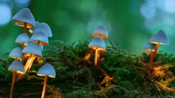 New York Hikers On Shrooms Call 911 To Report Death Of Friend Who Was Very Much Alive