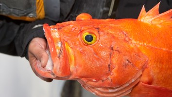 Potential World Record Rockfish Caught In Alaska Looks Like A Giant Mutant Goldfish