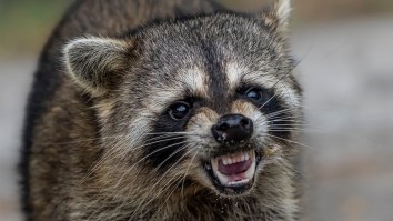 Kentucky Man Known As ‘Cowboy Cody’ Charged With Releasing Raccoon Into A Bar After Getting Kicked Out