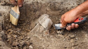 Mysterious Mummified Creature With ‘Human-Like Hands’ Unearthed During Building Renovations
