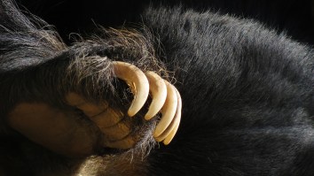 Floridians Stunned To See Large Black Bear In The Gulf Of Mexico