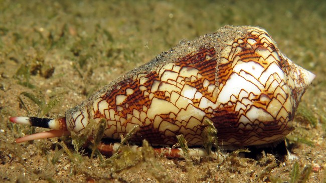 cone snail