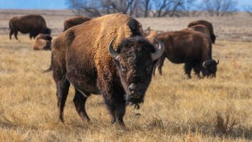 Another Tourist Got Gored By A Bison At Yellowstone National Park