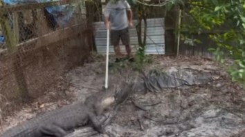 Florida Police Rescue 9-Foot Alligator Being Fed Animals At A Drug House Used For Dog Fighting