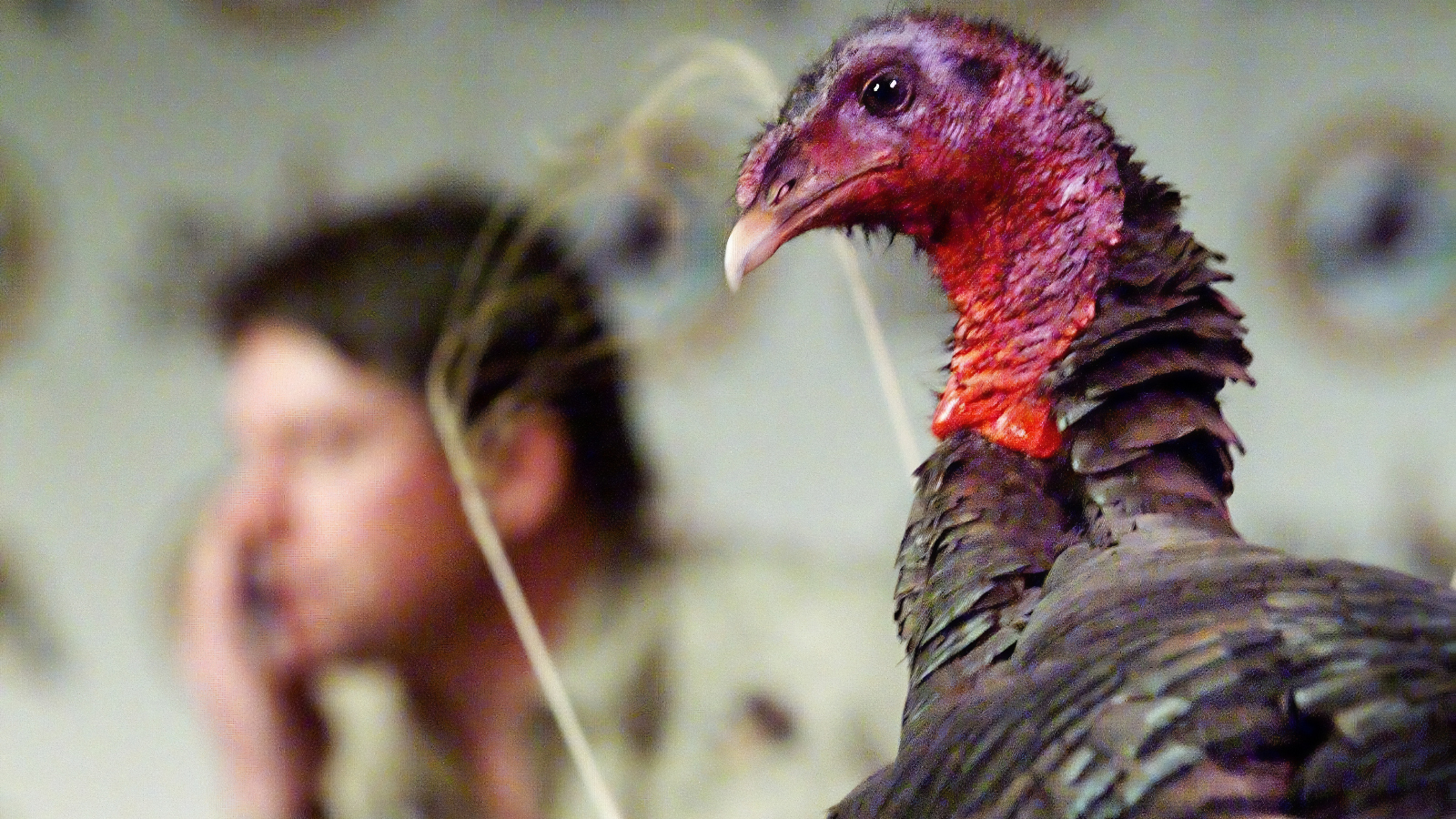 a live turkey with red head and feathers