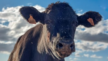 Australian Man Charged With Cattle Theft In Connection To Tank Containing $100K Worth Of Bull Semen