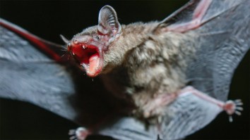 Massachusetts Woman Gets Bat Stuck In Her Mouth, Then Gets Stuck With $21K Medical Bill