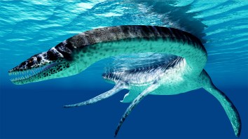 Tourist Records New Video, Adding To The Mystery Of The Loch Ness Monster: ‘They Left With A Story To Tell’