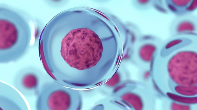 cells-of-human-or-animal