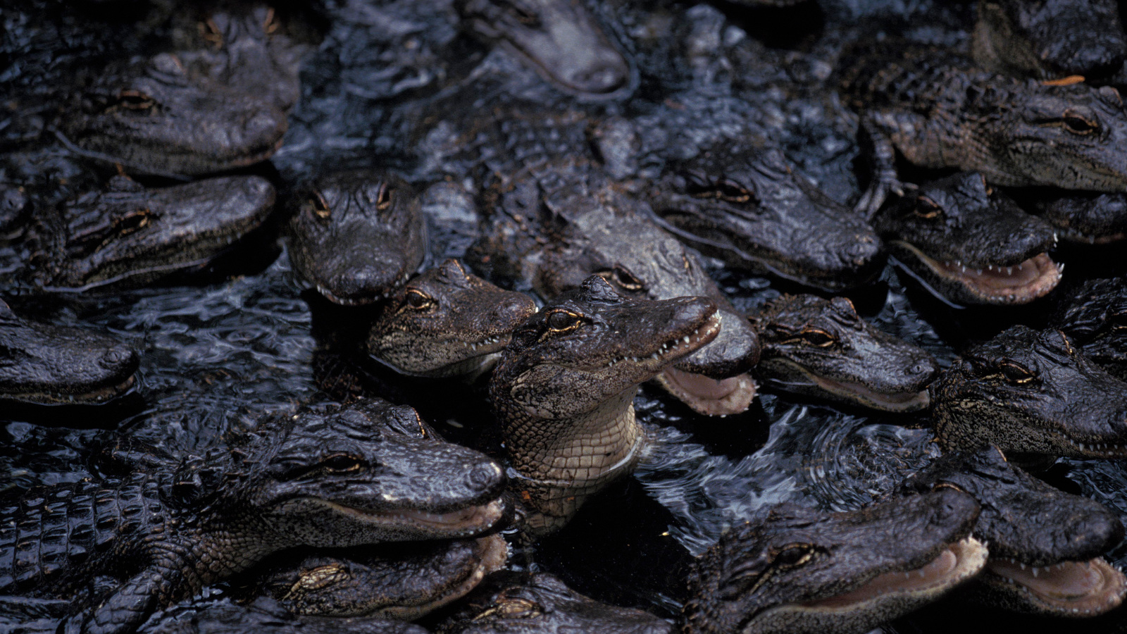 congregation of alligators all huddled up together