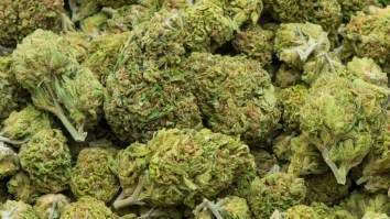 Influencer Charged With Attempting To Smuggle $3 Million Worth Of Weed Into Brazil After Huge Bust At Atlanta Airport