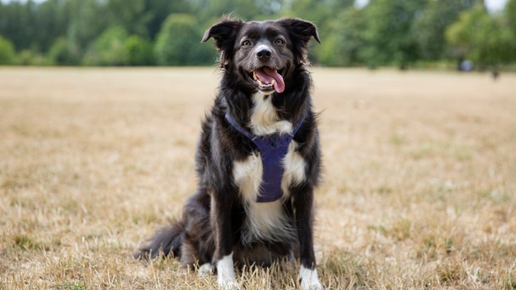 Australian Shepherd dog breed