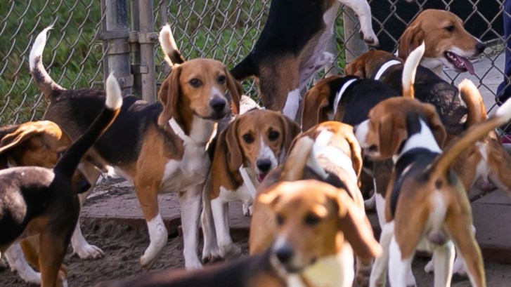 Beagle dogs together