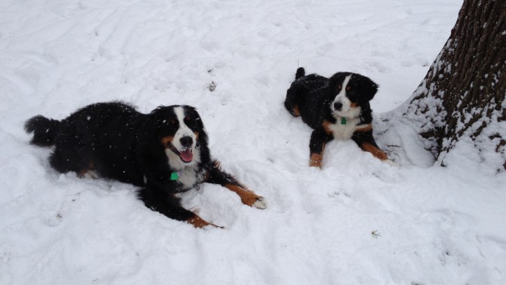 most popular dog breeds in America Bernese Mountain Dog