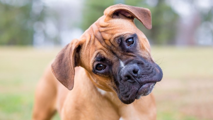 young boxer dog tilting its head