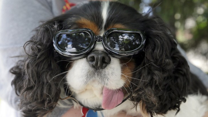 Cavalier King Charles Spaniel wearing sunglasses