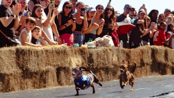 Daschund dogs in a race
