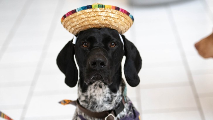 German Shorthaired Pointer dog breed
