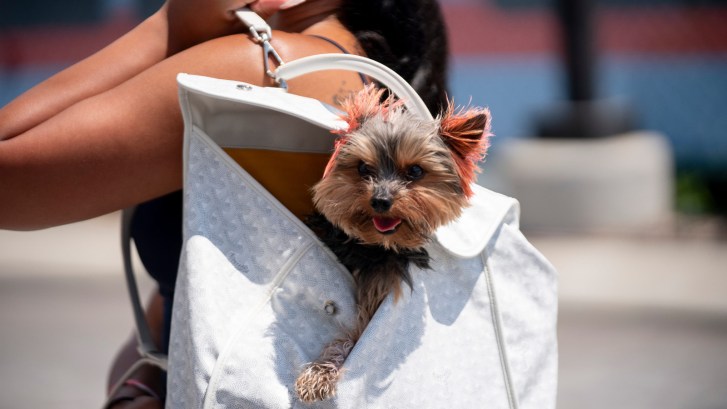 yorkshire terrier dog in a purse