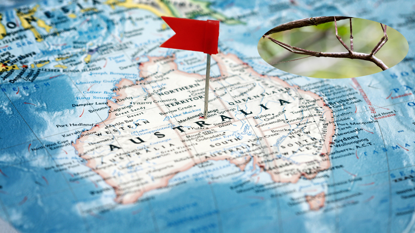 map of Australia with a large stick bug