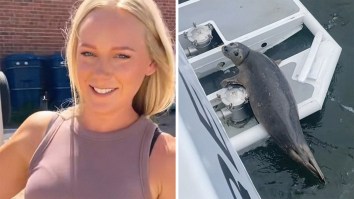 ‘Once In A Lifetime Experience’: Woman Goes Boating In Seattle. Then A Baby Seal Hops On Their Boat To Get Away From An Orca