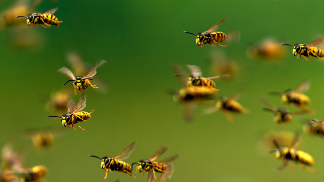 swarm-of-bees