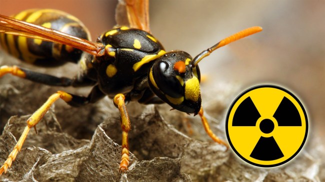 wasp-nest-nuclear-waste-storage-site