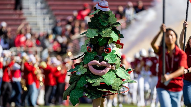 the Stanford Tree mascot