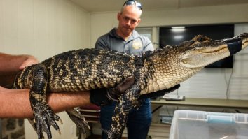 Philadelphia Fisherman Stunned To Find Large Alligator On End Of Line In Local Lake