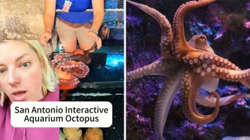 ‘Girl That Octopus Is Trying To Kill You’: Why Is Everyone Worried For This San Antonio Aquarium Worker?