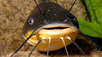 Scientists Stunned As Thousands Of Catfish Seen Climbing Straight Up A Waterfall For The First Time Ever