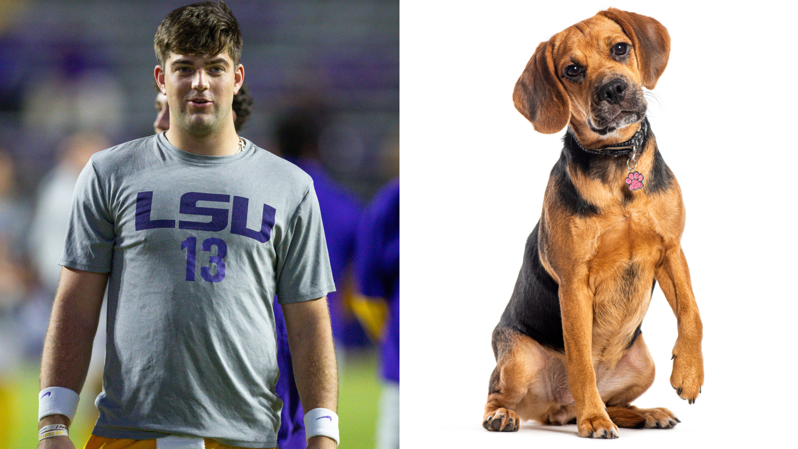 LSU quarterback Garrett Nussmeier looks like a puggle dog