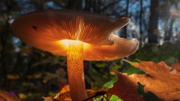 Tech Multimillionaire Trying To Live Forever Touts Doing Shrooms As A Possible Key