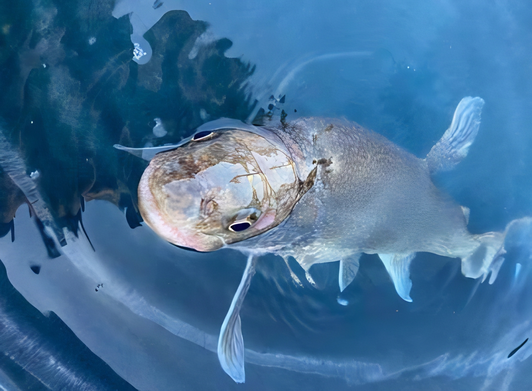 oldest lake trout ever Mary Katherine caught on Lake Superior