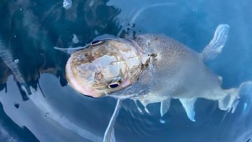 Lake Trout Caught In Lake Superior Is Oldest Ever, Over Double the Average Lifespan Of A Laker