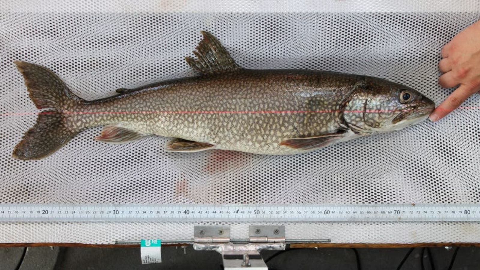 oldest lake trout ever Mary Katherine caught on Lake Superior
