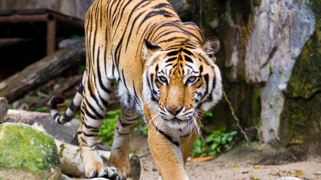 Tiger in zoo