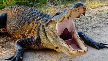 Shirtless Man Tries To Wrangle 12-Foot Alligator That Caused A Scene At A Georgia McDonald’s (Video)