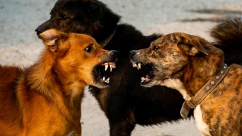 Texas Town Terrorized By Roving Pack Of Feral Dogs That Keeps Getting Bigger: ‘I Don’t Want My Children To Be Food’