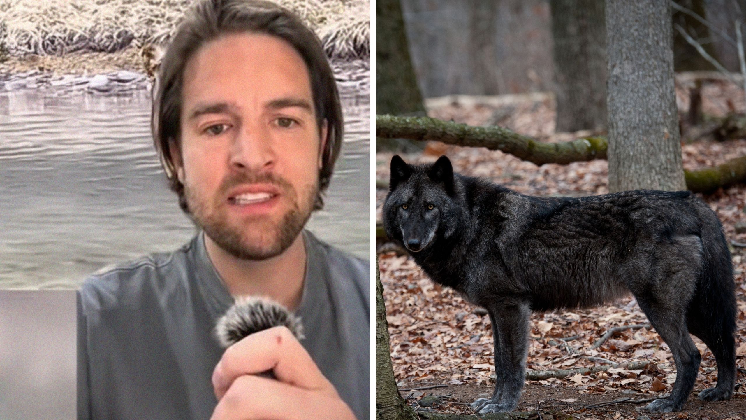 man shares information on black wolf (l) black wolf (r)