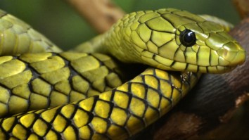 Kentucky EMTs Inexplicably Land In Hot Water For Using Antivenom To Save Reptile Zoo Director Bitten By Deadly Mamba