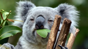 Australia Is Rolling Out A New Weapon To Battle Its Koala Chlamydia Epidemic