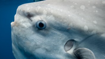 Rare 6ft Fish That’s Only Been Known To Scientists Since 2017 Washed Up On Bodega Bay Beach In California