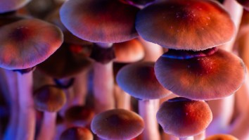 Hiker On Shrooms Experiencing ‘Debilitating High’ Rescued From Catskills After 911 Call Stemming From Bad Trip