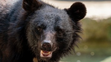 Two People Injured By Bear That Invaded A Grocery Store In Japan As Country Deals With Spike In Attacks