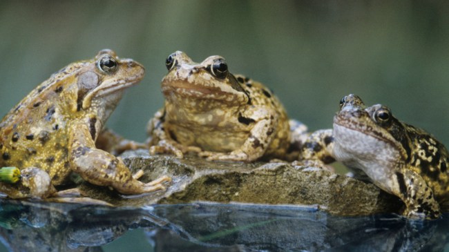 frogs